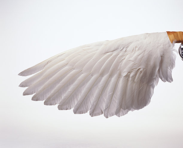 wings