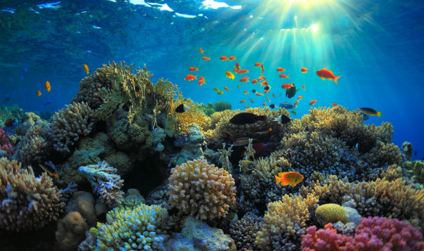 水下珊瑚