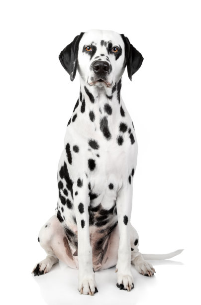 dalmatian
