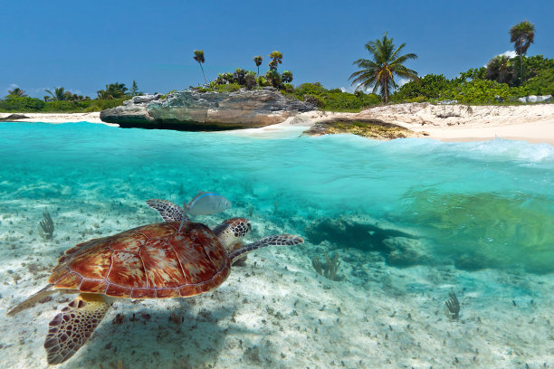 turtle