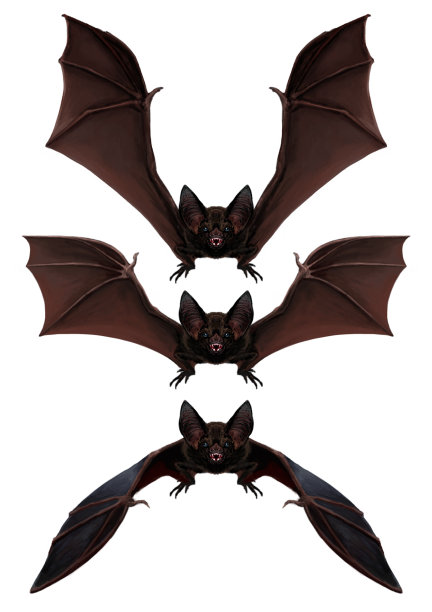 bat