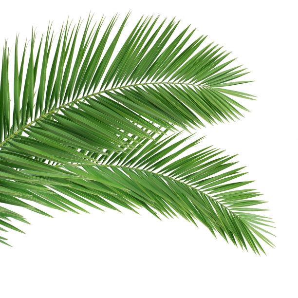 foliage