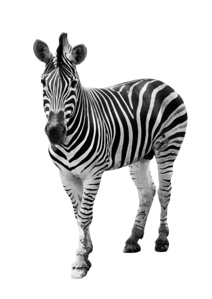 zebra