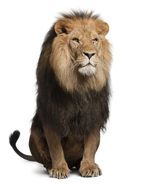 lions