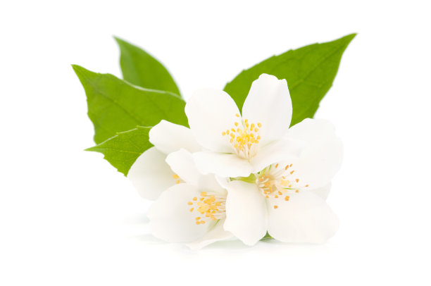 jasmine