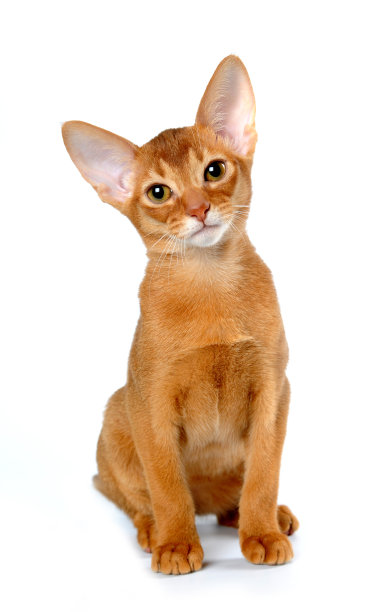 abyssinian猫