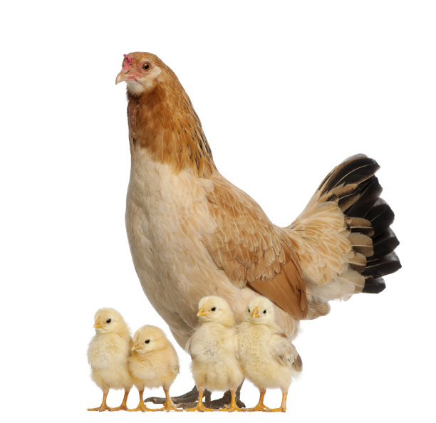chick