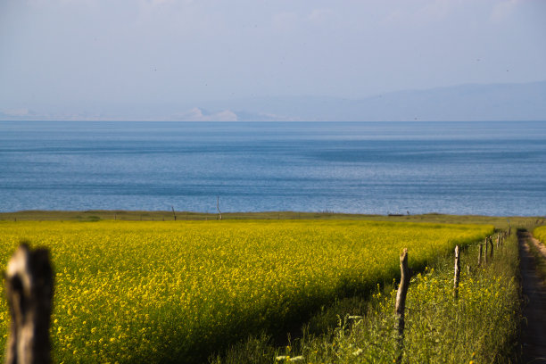 青海湖畔的油菜花田