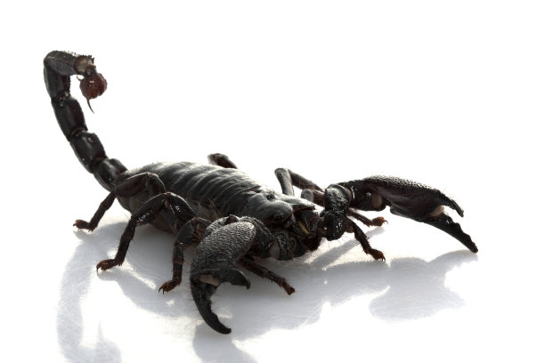 scorpio