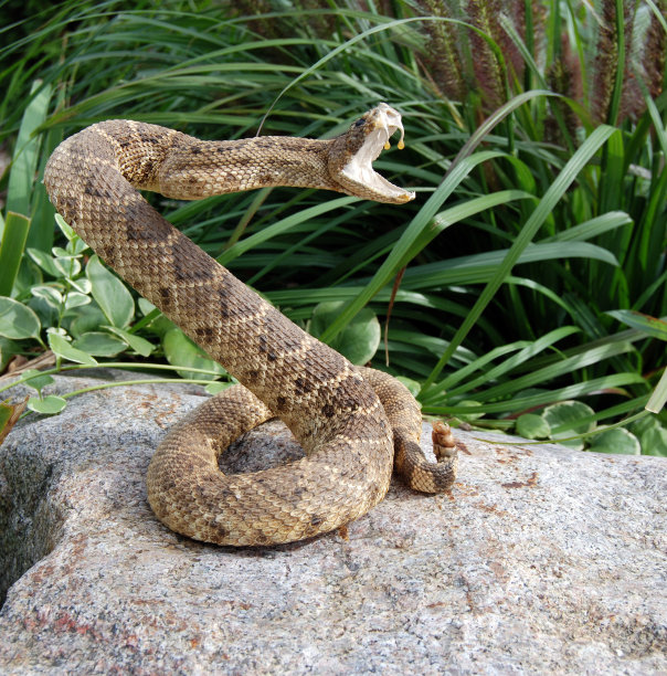 snake