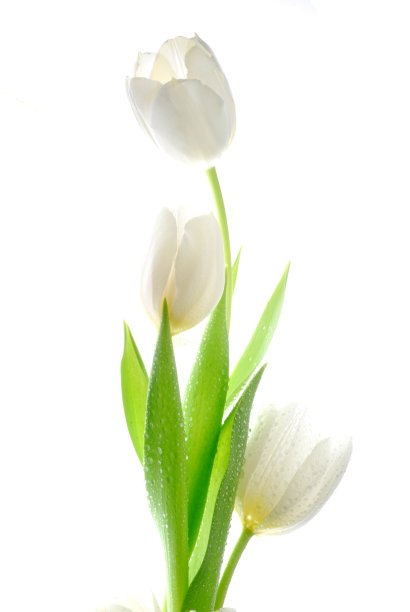 tulip