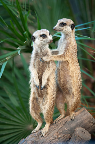 mongoose