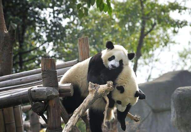 熊猫生活