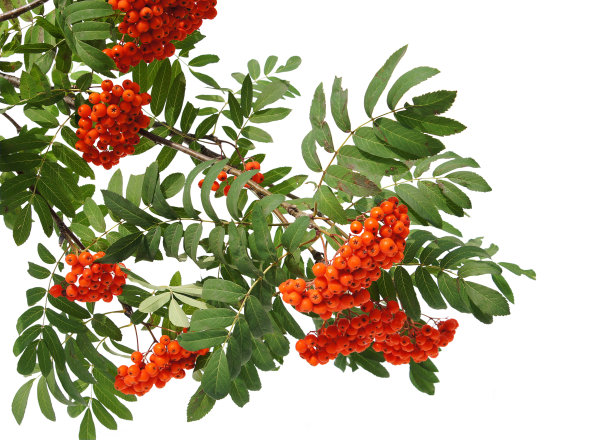 rowan
