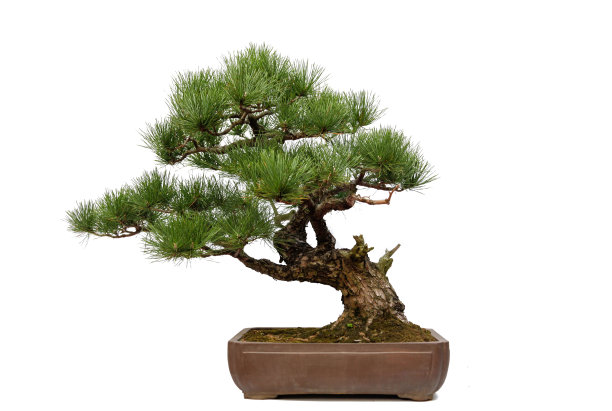 pinus