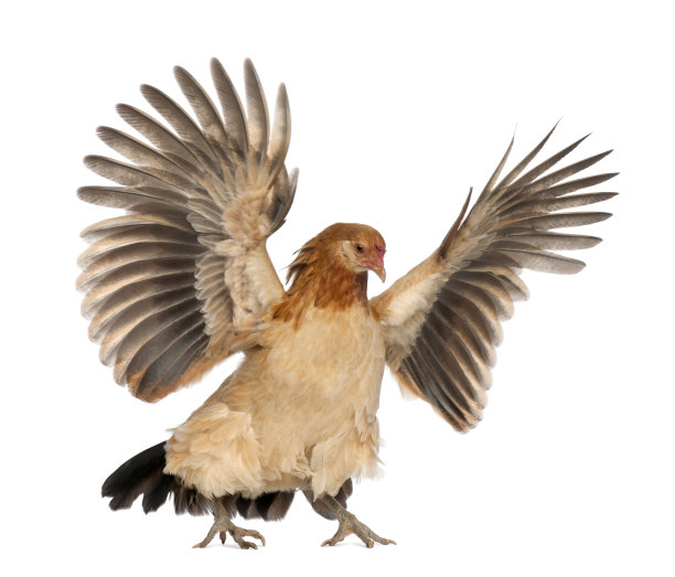 hen