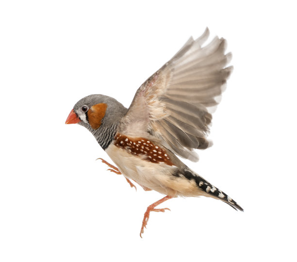 birds