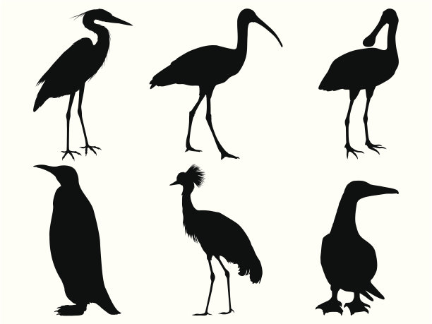 spoonbill