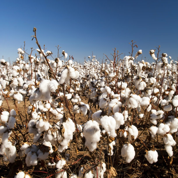 cotton