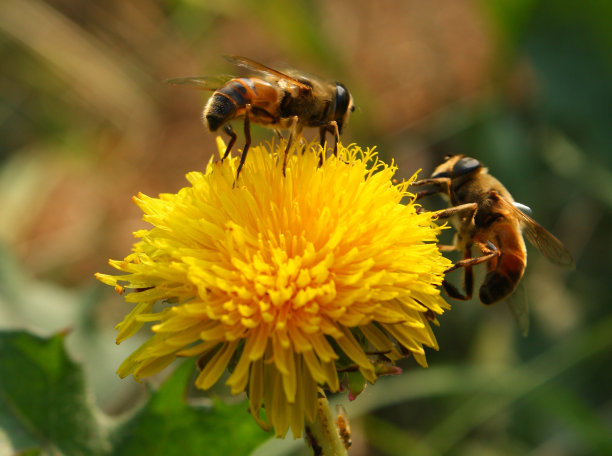 pollination