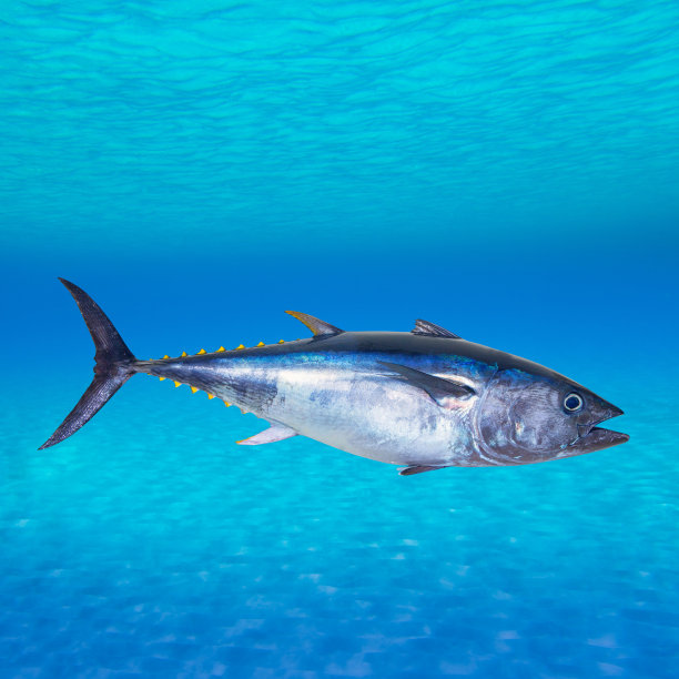 tuna