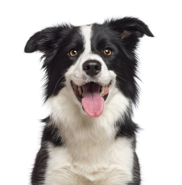 doggy