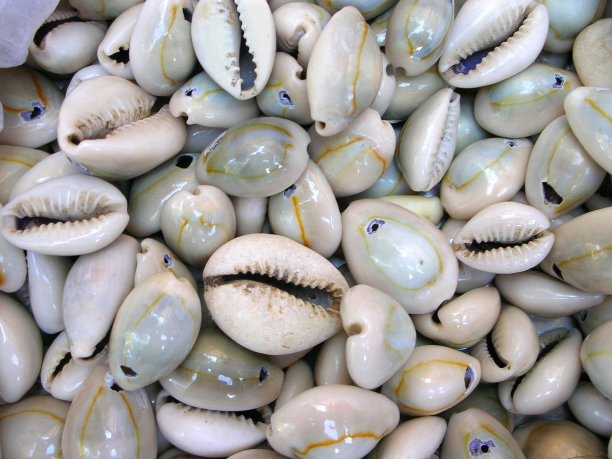 mollusk