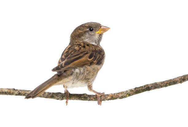 sparrow