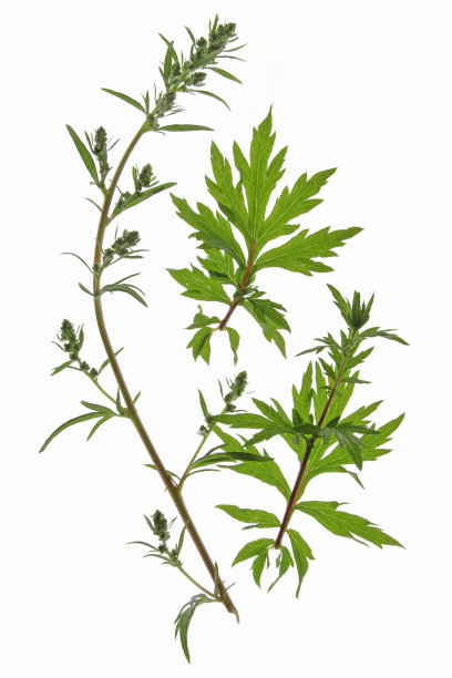 mugwort