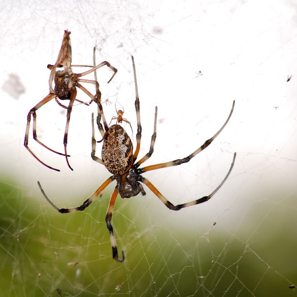 araneae