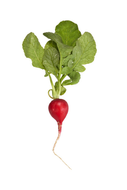 radishes