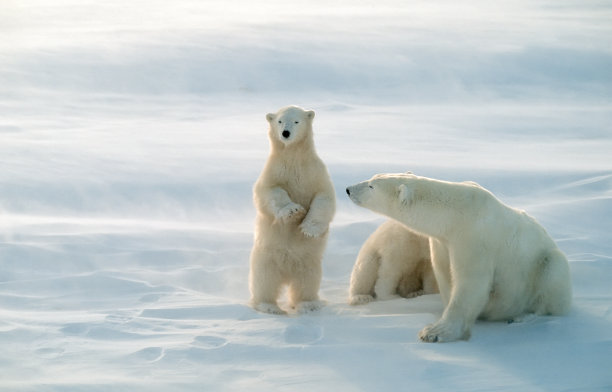 arctic