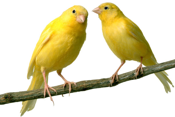 canary