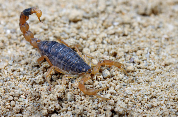 scorpio