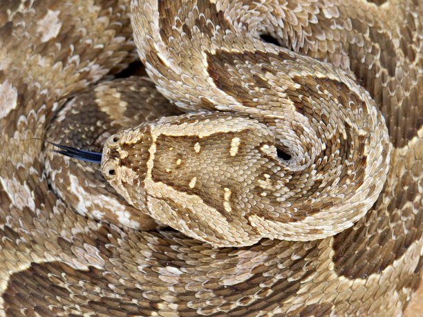 adders