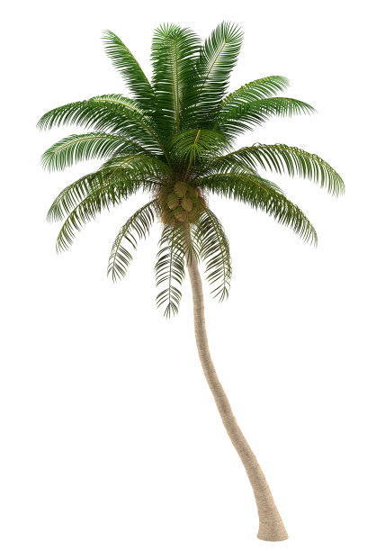 palm