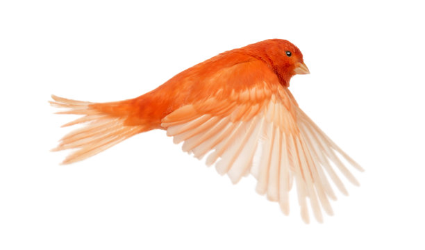 canary