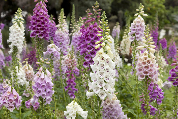 digitalis