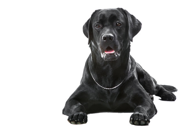 labrador