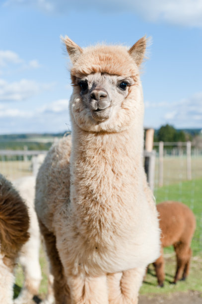 alpaca