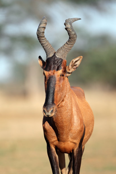 horned