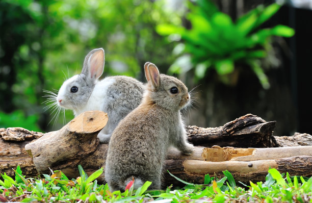 bunny