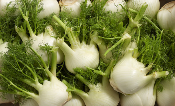 fennel