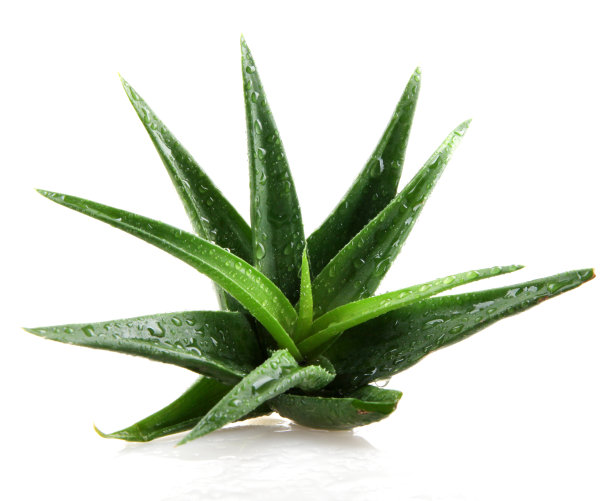 aloe