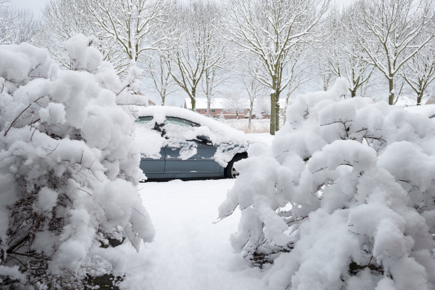 一排被雪覆盖的小汽车与树