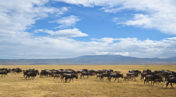 ngorongoro
