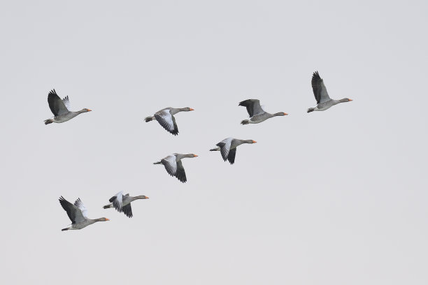 flock