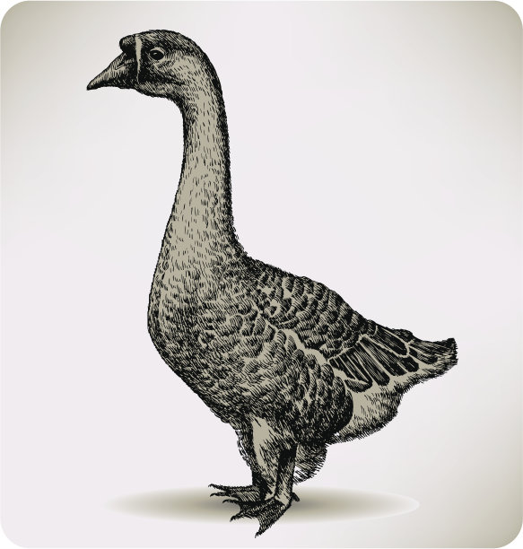 goose