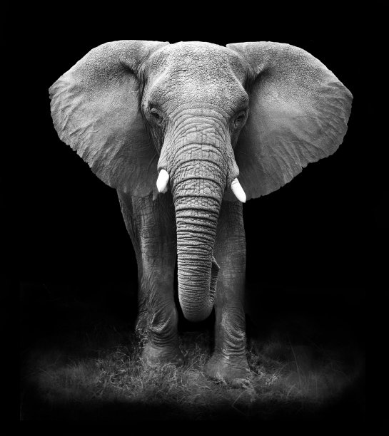 elephant