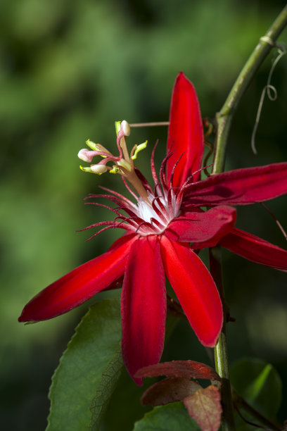 passiflora